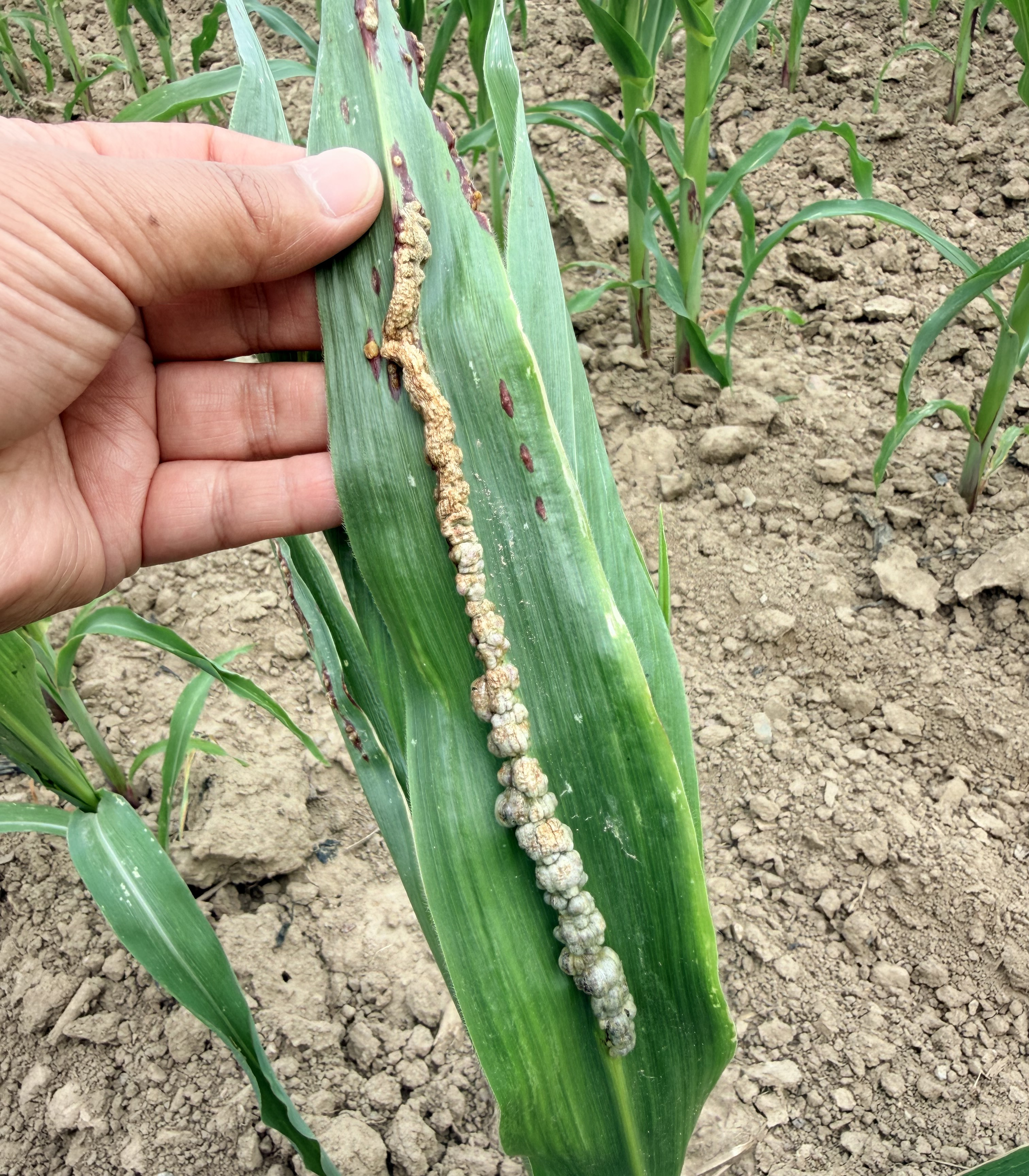 Corn smut on sweet corn leaf.